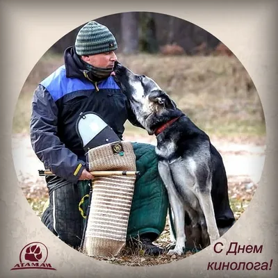 Ежегодно 21 июня отмечается День кинологических подразделений МВД России,  который многие собаководы считают своим «отраслевым… | Полиция, Собаки,  Пограничные войска