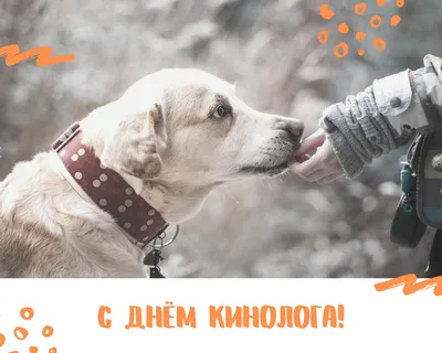 С Днём Кинолога | Иིнིтིеིрིеིсིнིоིеི сི Лིиིдིиིеིйི💝 | Дзен