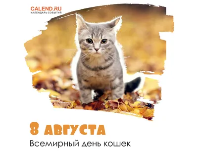 8 августа — Всемирный день кошек / Открытка дня / Журнал Calend.ru