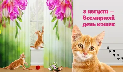 8 августа — Международный день кошек! История, традиции и интересные факты.  | ВКонтакте