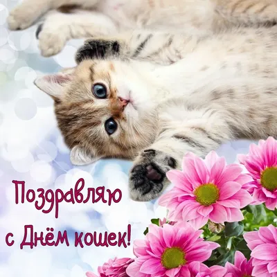 НТВ-ПЛЮС - 8 августа — Всемирный день кошек. Праздники, посвященные этим  пушистым питомцам, есть во многих странах мира. Например, День кошек в  России отмечается 1 марта, в Польше — 17 февраля, в