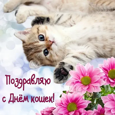 Картинки С Днем Кошек 8 Августа фотографии