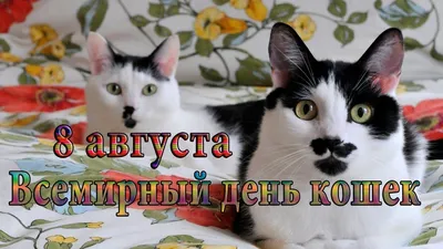 Sputnik Moldova: новости в Молдове и мире - 🐈 Всемирный день кошек (World  Cat Day) отмечается ежегодно 8 августа по инициативе Международного фонда  по защите животных «Animal Welfare», не только с целью