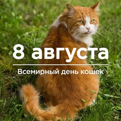 Пушистые домоседы... 8 августа Всемирный день кошек... Музыка Сергея  Чекалина - YouTube