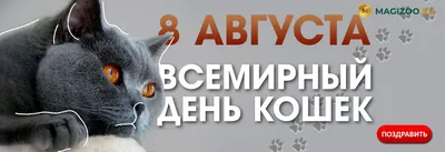 8 августа – Всемирный день кошек. Обсуждение на LiveInternet - Российский  Сервис Онлайн-Дневников