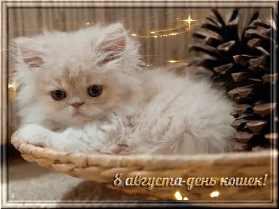 8 августа - Всемирный День Кота! Акция! | Prazdnikoff.by