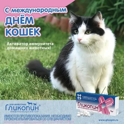 8 августа — «Всемирный день кошек».Тематический час. 2023, Малоярославецкий  район — дата и место проведения, программа мероприятия.