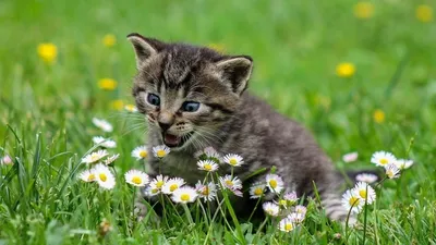 8 августа - Всемирный день кошек 08.08.2016 | ВЕСТИ