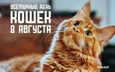 8 августа - Всемирный День кошек! | Страница 4