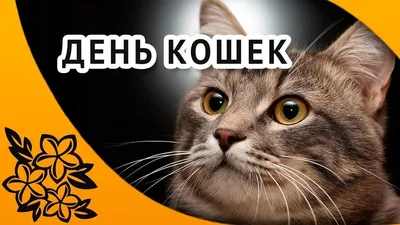 8 августа 2022 – Всемирный день кошек | Местное время - новости Рубцовска и  Алтайского края