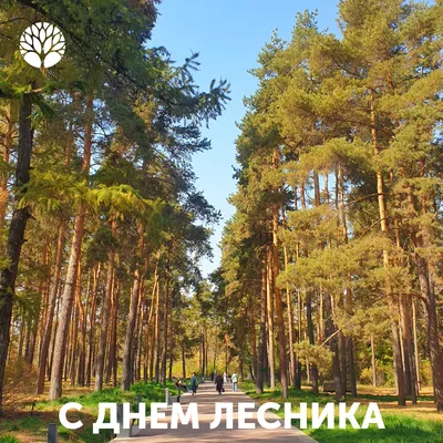 День лесника - фото и картинки: 65 штук