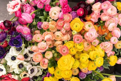 Какие цветы подарить на день матери: советы по выбору
