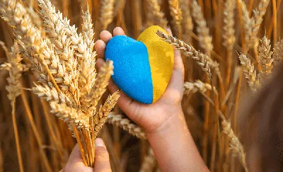День Независимости Украины - поздравления в прозе, картинками и стихами |  РБК Украина