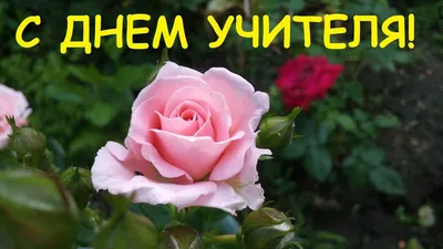 С днем учителя!