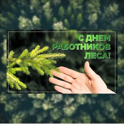 День работников леса 2024 в России: какого числа, история и традиции  праздника