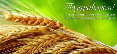 Поздравляем с Днём работника сельского хозяйства и перерабатывающей  промышленности! - «Мясокомбинат «Кунгурский»