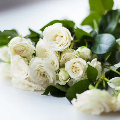 Купить с днем рождения белые розы 25 роз DF-260 с доставкой заказать с днем  рождения белые розы 25 роз в ❤ДеФлор