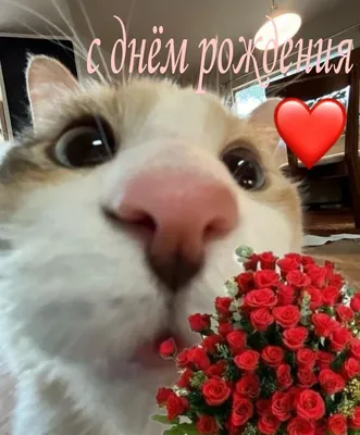 С днём рождения | С днем рождения кошки, С днем рождения, Милые текстовые  сообщения