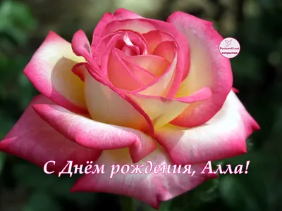 С Днём рождения, Алла, роза — Открытки к празднику