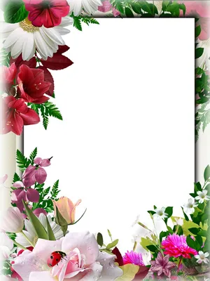 Картинки на рабочий стол красивые розы большие на весь экран бесплатно (37  фото) | Memax