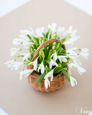 У любимого якутянами цветка сегодня день рождения - PrimaMedia.ru