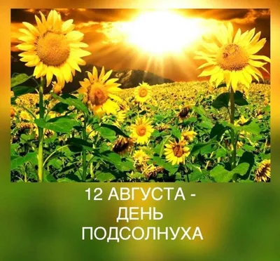 Мини открытка С днём рождения \"Подсолнухи\" купить в Химках за 100 руб. -  «Флора Москва»