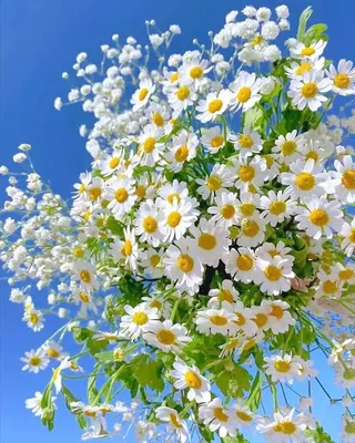 Летние цветы рисунок - 38 фото