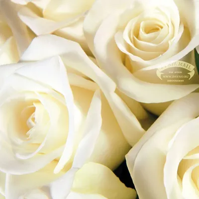 Машенька! С днём рождения! Белые розы. Открытка с блёстками. Букет роз  имениннице.
