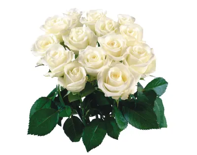С Днем Рождения Поздравительная Открытка С Красными И Белыми Розами —  стоковые фотографии и другие картинки Белый - iStock