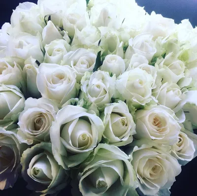 19 белых роз в прямоугольной коробке купить с доставкой по городу Днепр |  флористическая студия Royal-Flowers