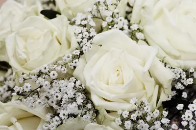 Белые розы открытка с днем рождения (62 фото)