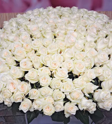 Открытки с белыми розами с Днем Рождения (50 штук)