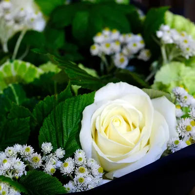 Купить Букет из 15 белых роз 60-70 см (Эквадор) в Санкт-Петербурге с  бесплатной доставкой: цена, фото, описание