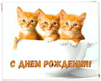 Открытка с Днём Рождения со ржачным котом и тюльпанами • Аудио от Путина,  голосовые, музыкальные