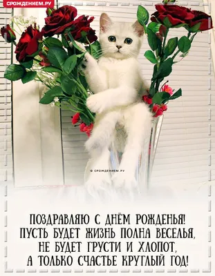 Прикольная открытка с Котиком и Розами с Днём Рождения • Аудио от Путина,  голосовые, музыкальные