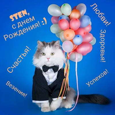 поздравление с день рождения с котиками｜Поиск в TikTok