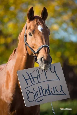 🎉🎈🌿🐴🎁🎈🌿🎉 С днём ЛОШАДИ 31 АВГУСТА | Horse happy birthday image,  Happy birthday animals, Happy birthday horse