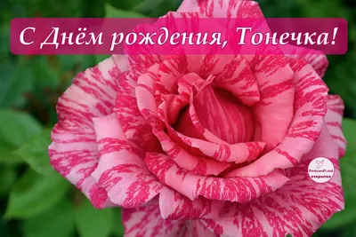 Открытка с днем рождения Тонечка моя - поздравляйте бесплатно на  otkritochka.net