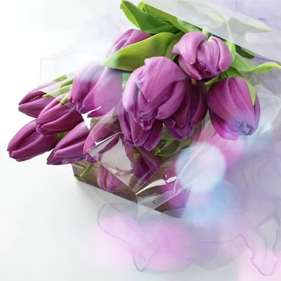 Тюльпаны Коламбус в коробке| купить недорого | доставка по Москве и области  | Roza4u.ru