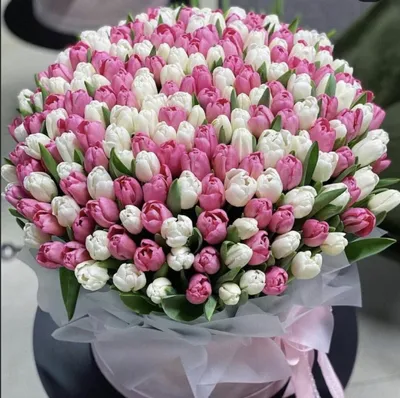 51 белый тюльпан в букете на День Студента за 11 590 руб. | Бесплатная  доставка цветов по Москве