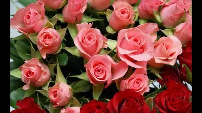 Розовые розы — открытка ко Дню рождения — Открытки к празднику