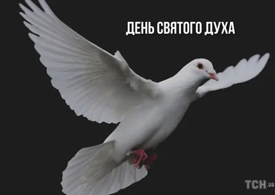 День Святого Духа 2022 в Украине – что нельзя делать 13 июня – картинки,  поздравления | OBOZ.UA