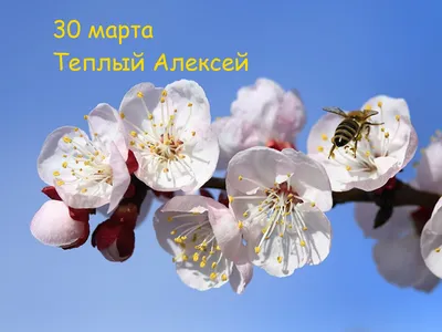 Теплый Алексей 2020: открытки и поздравления с Днем ангела - «ФАКТЫ»