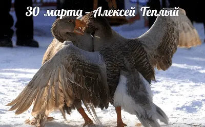 Теплого Алексея - Святого Алексия человека Божия - Что нельзя делать,  традиции, приметы, молитва - Преподобный Алексий - 30 марта праздник