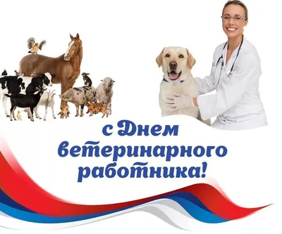 День ветеринарного врача 29 апреля: лучшие поздравления в открытках и  стихах | Курьер.Среда | Дзен