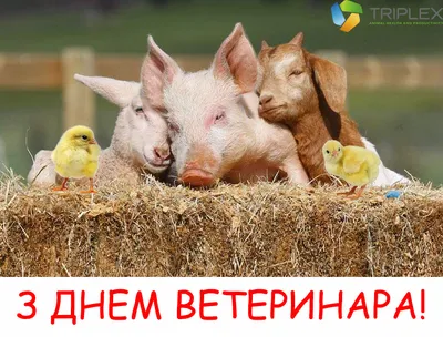 Поздравления с Днем ветеринара 2021 коллегам