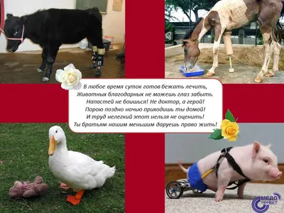 Всех ветеринарных врачей с Международным днем ветеринара! | Пикабу