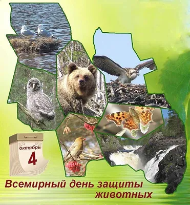Международный день защиты Прав Животных | Курский краеведческий музей