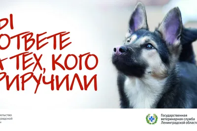 10 декабря - международный день защиты прав животных | Пикабу