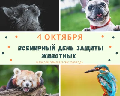 4 октября – Всемирный день защиты животных | МБОУ СОШ №5 – Королёв